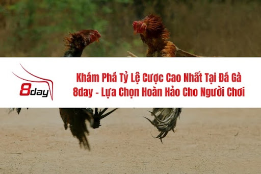 8day – Heaven for cockfighting lovers