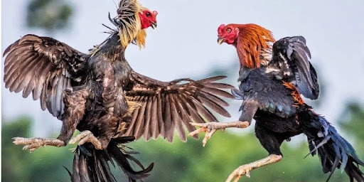 Cockfighting Rules Regulating the Use of Drugs and Stimulants in Competition
