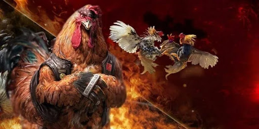 C1 Cockfighting: A Full Look at the Premier League for Elite Cock Fighters