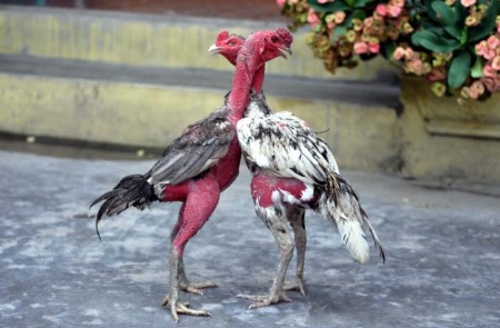 Knowing the winning strategy in cockfighting and smart betting tactics.
