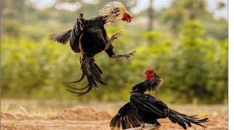 The methodological system of cockfighting betting analysis on gk88 from the biological theory to ring reality.
